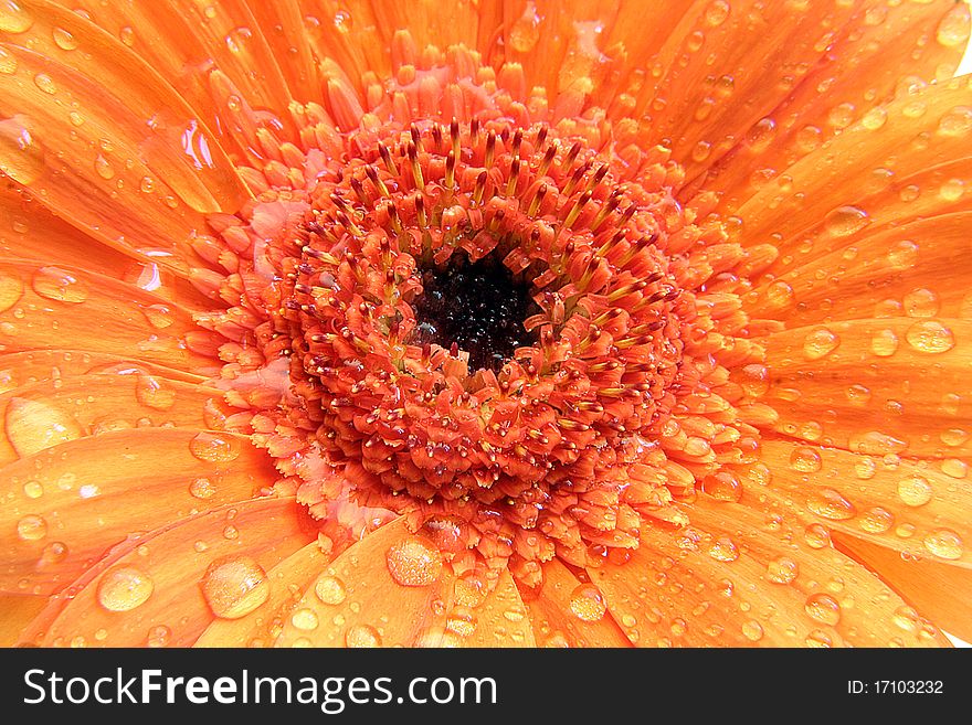 Beautiful wet gerbera in orange macro mode