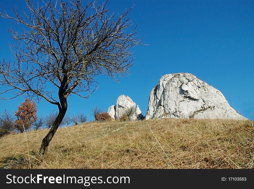 Meadow with lonely tree and white cliffs