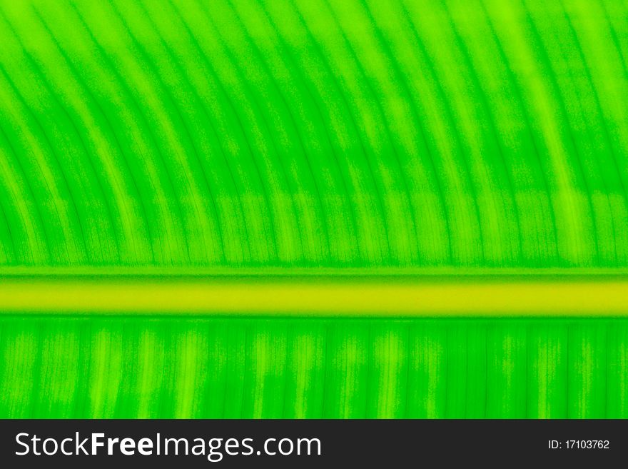 Green leaf pattern for background