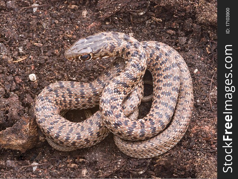 Close up of snake on soil