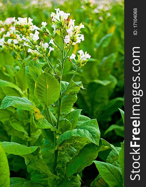 Lines of green tobacco plants on a field