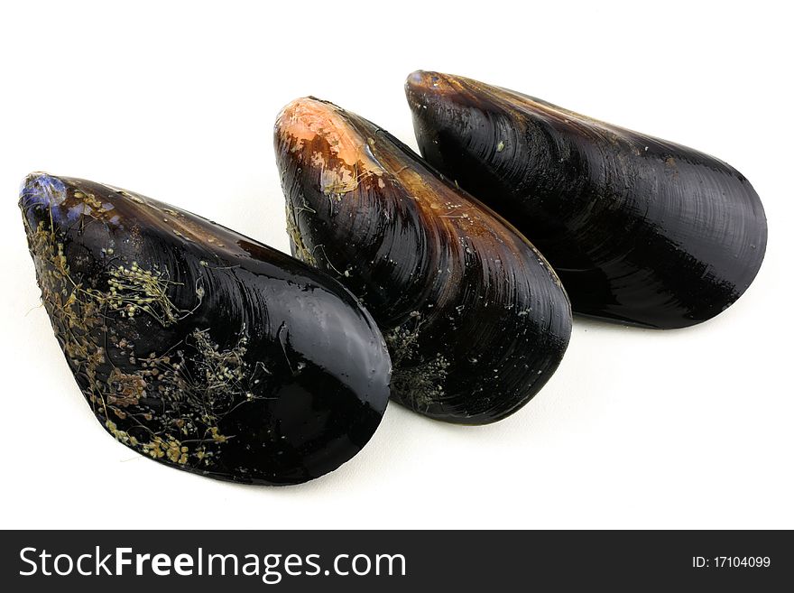 Fresh mussel isolated on white background.