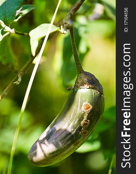 Eggplant Backpacks important agricultural crops in Thailand