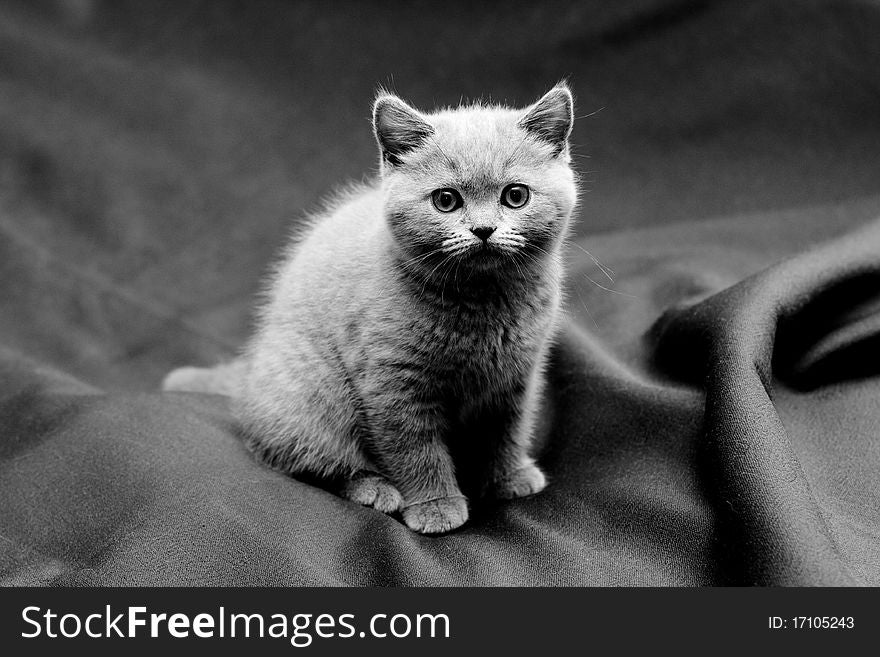 A British shorthair blue kitten on textile background