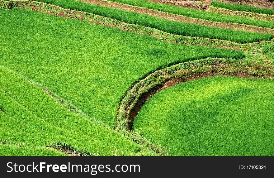 Rice fields in Vietnam