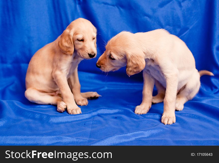 Two white saluki pups on blue background. Two white saluki pups on blue background