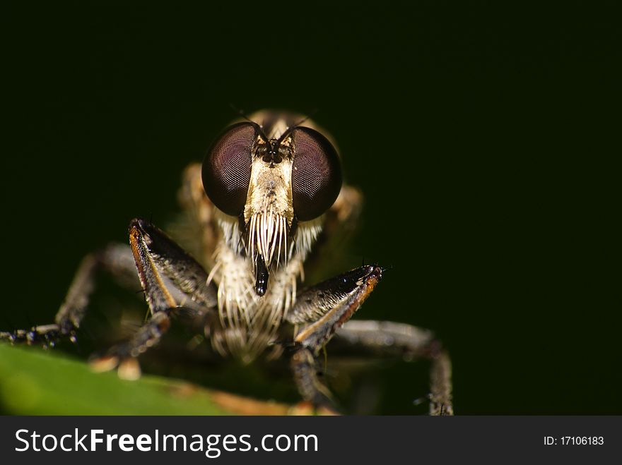 Shot this RObberfly in kampong Tualang, Manir, Kuala Terengganu, Terengganu, Malaysia. Shot this RObberfly in kampong Tualang, Manir, Kuala Terengganu, Terengganu, Malaysia