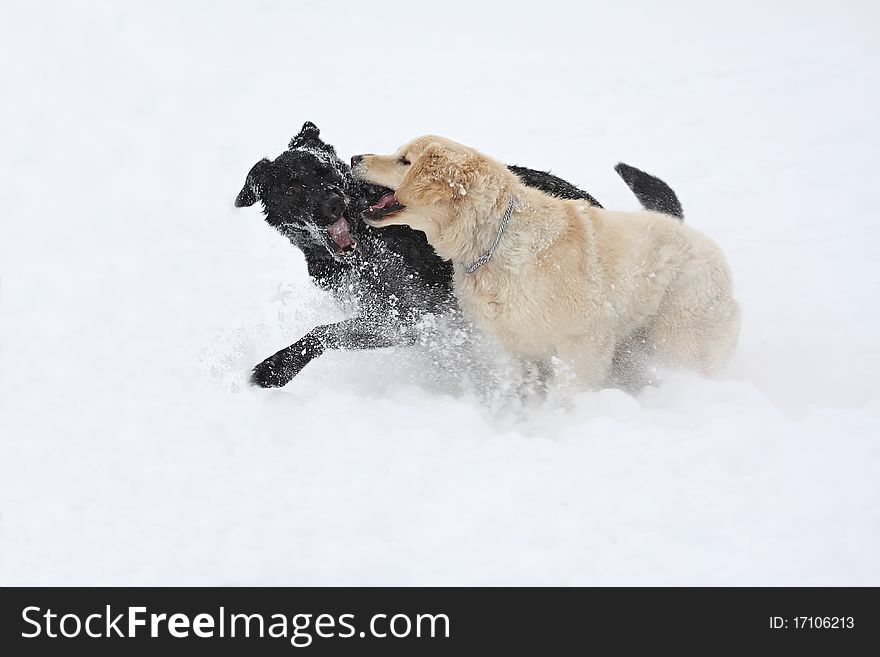 Dogs palying in the snow
