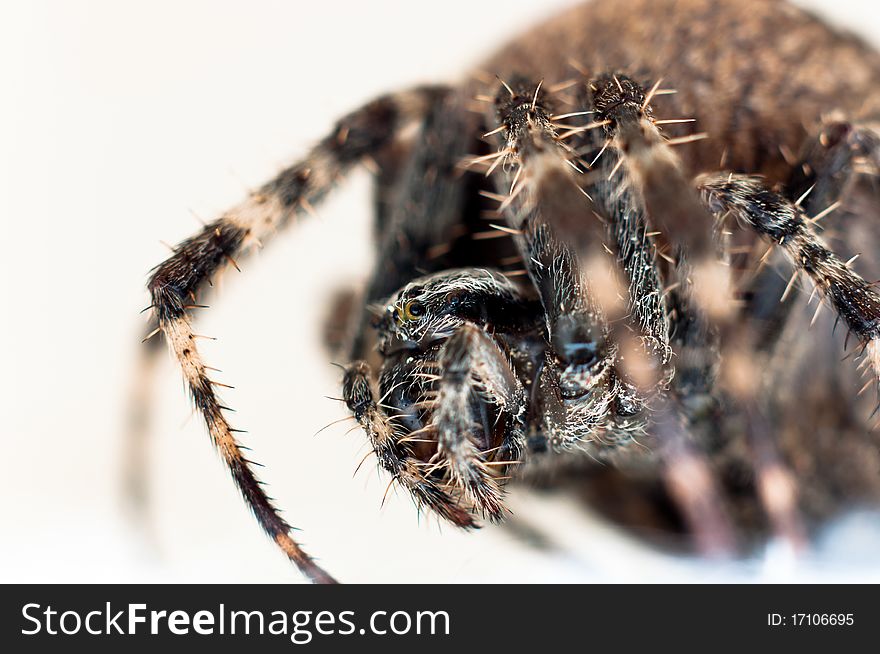 Harry cross spider on white background