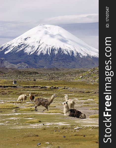 Llamas and alpacas in the lauca national park. Chili.