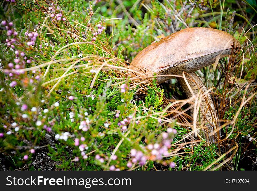 His mushroom's picture was taken at Mount Munkeb×•u', lofoten islands, norway