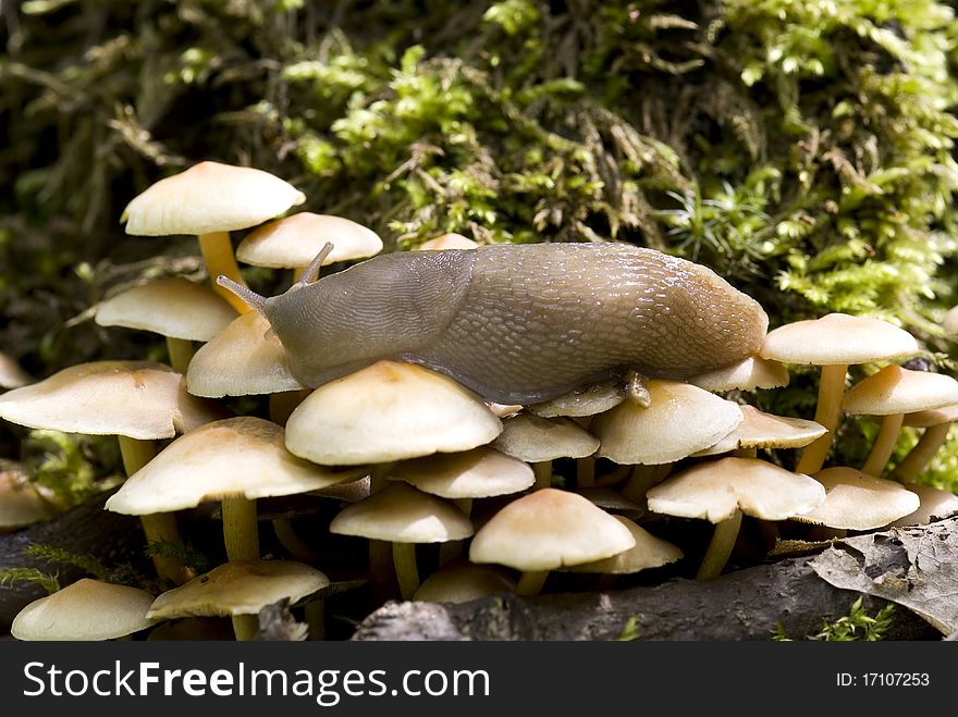 Big slug snail sits on mushroom in forest