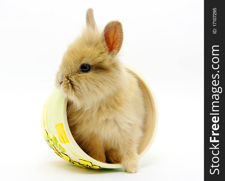 Small brown rabbit isolated on white