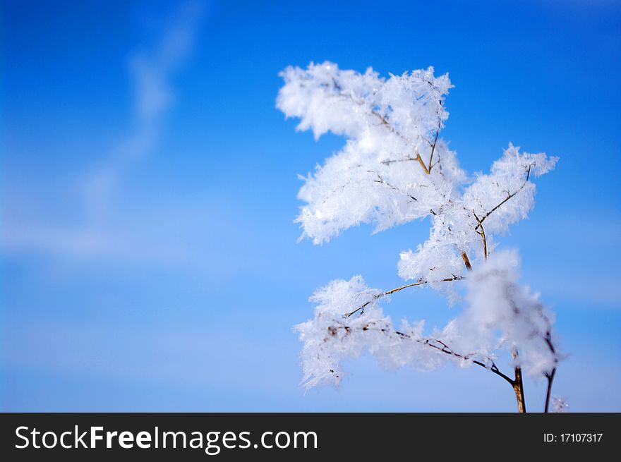 Hoarfrost on branches of bushes in the sky