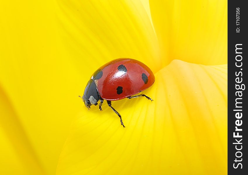 The ladybug sits on a flower petal