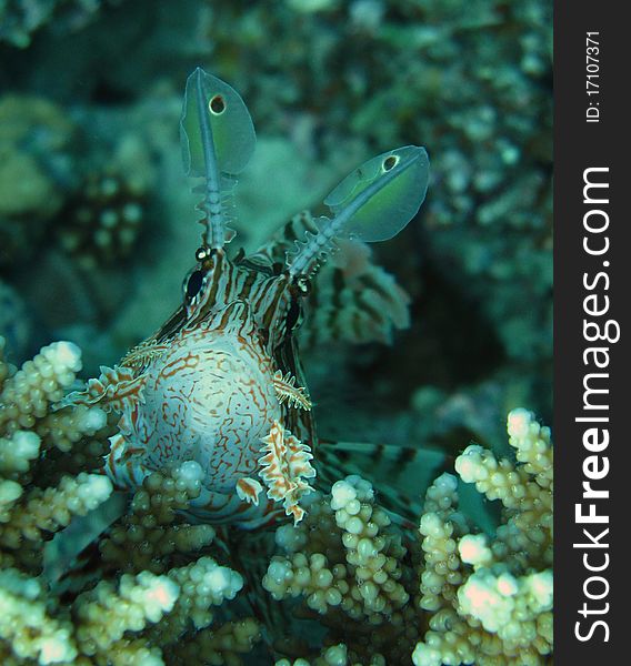 lionfish in coral