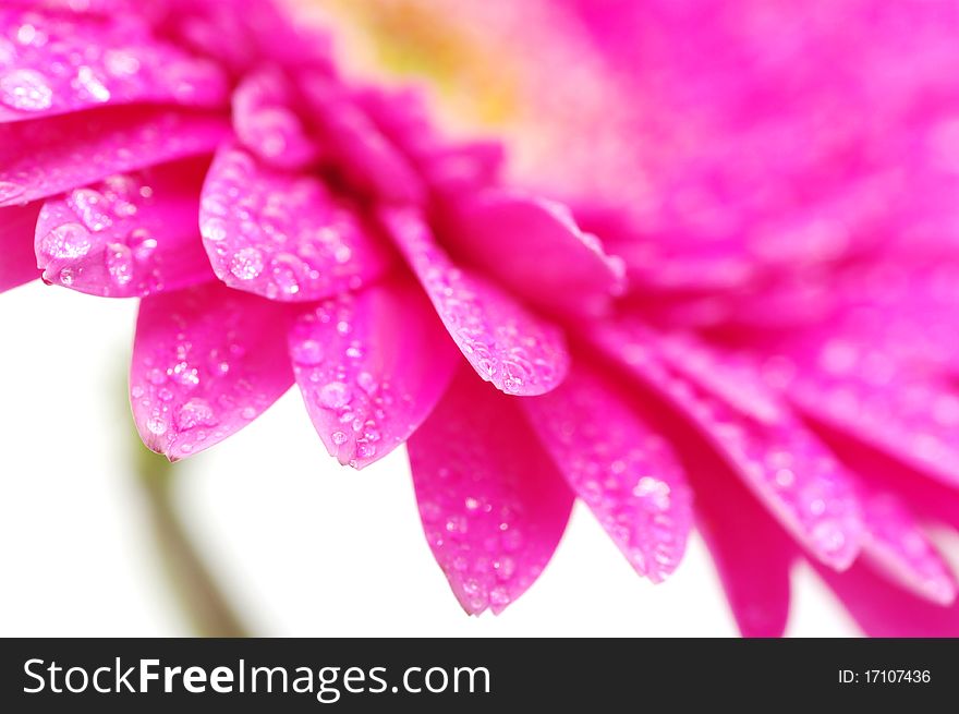 Close up of a beautiful gerbera flower