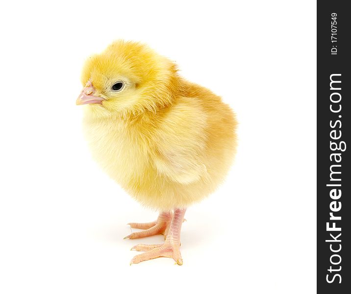 A chicken isolated on white