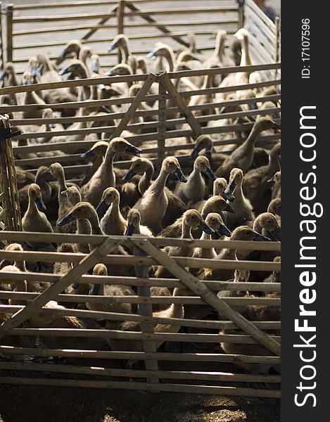 Ducks in the cage at farm.