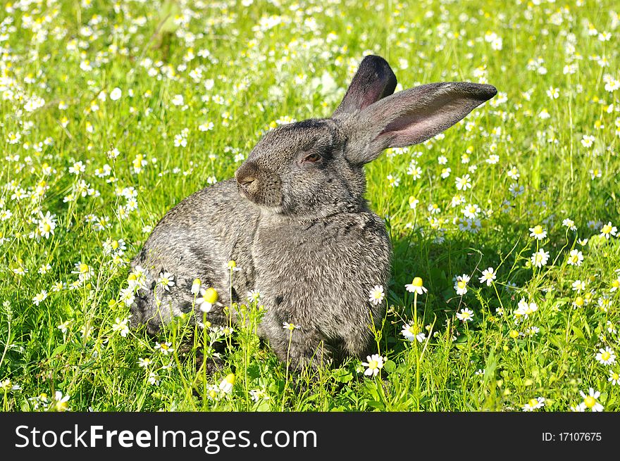 A rabbit on the grass