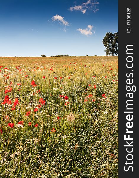 Poppy field in central Italy against clear blue sky