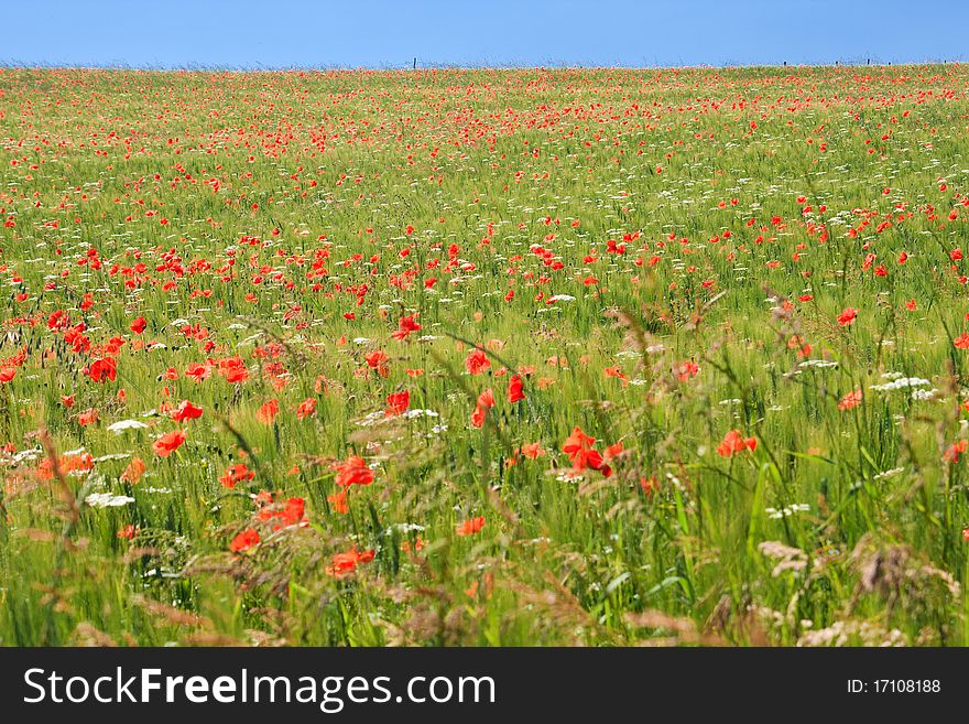 Poppy field in central Italy against clear blue sky