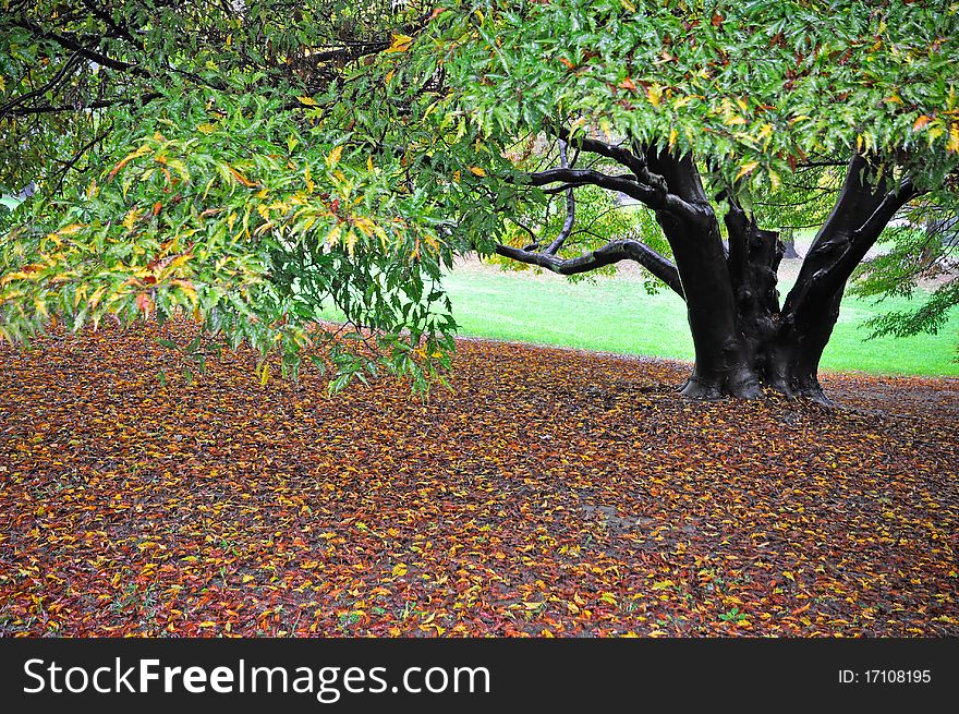 Fallen leaves in autumnal season. Fallen leaves in autumnal season