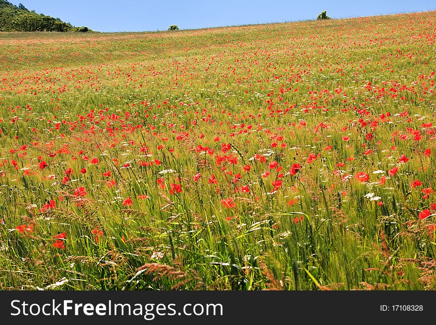 Poppy field