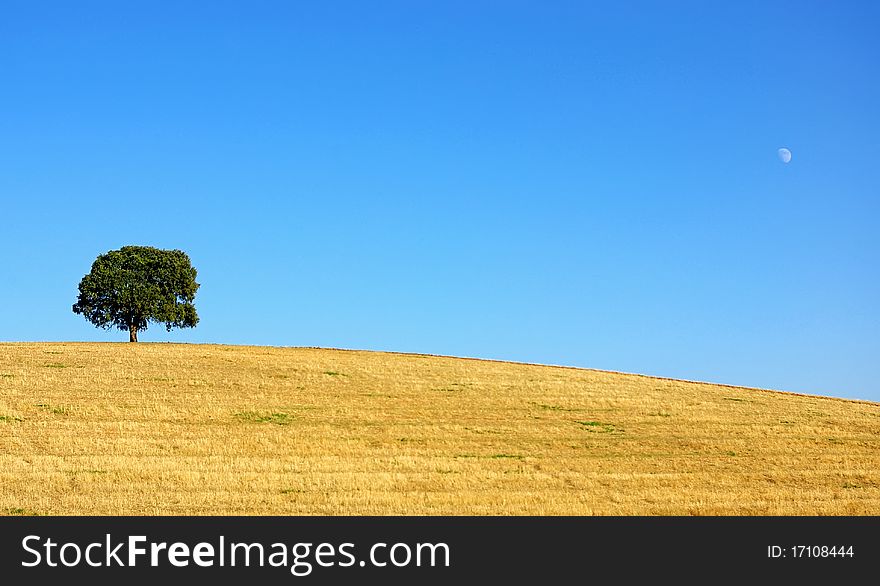 Lonely tree and moon.