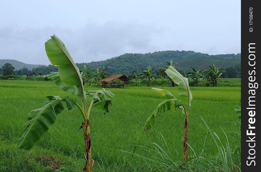 Rice field, Thailand