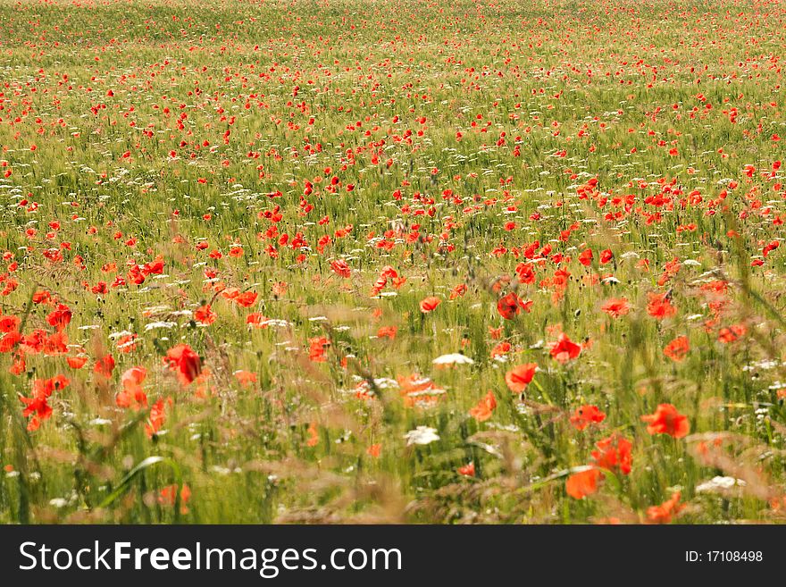 Poppy field in central Italy, format filling, landscape format