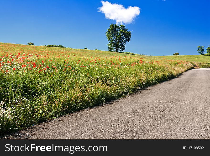 Poppy field next to a country road in central Italy against clear blue sky with a small white cloud. Poppy field next to a country road in central Italy against clear blue sky with a small white cloud