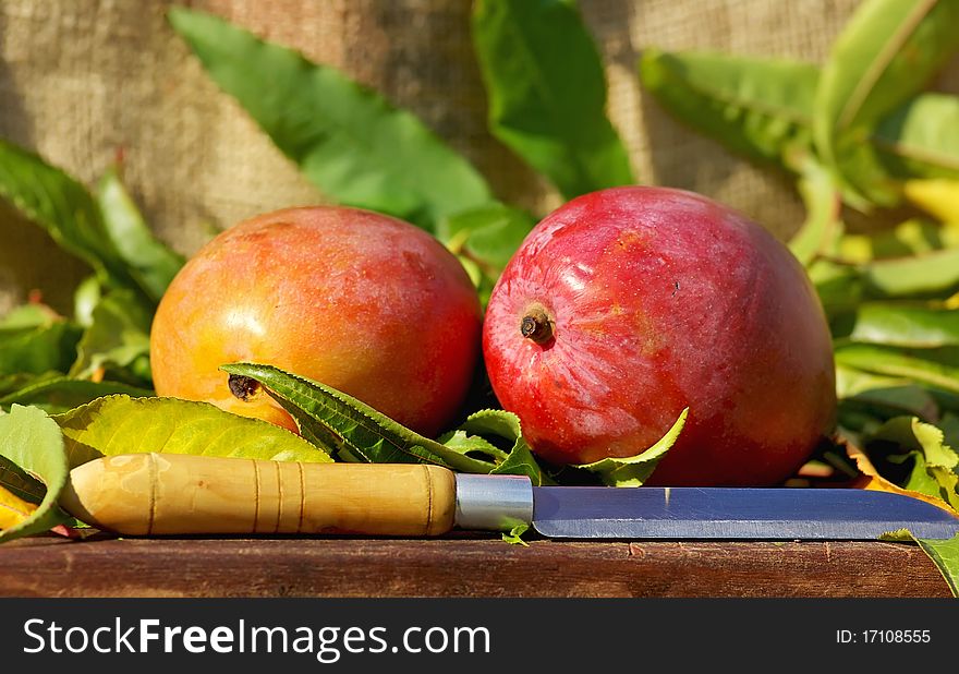 Two mangoes fruits and knife. Two mangoes fruits and knife.