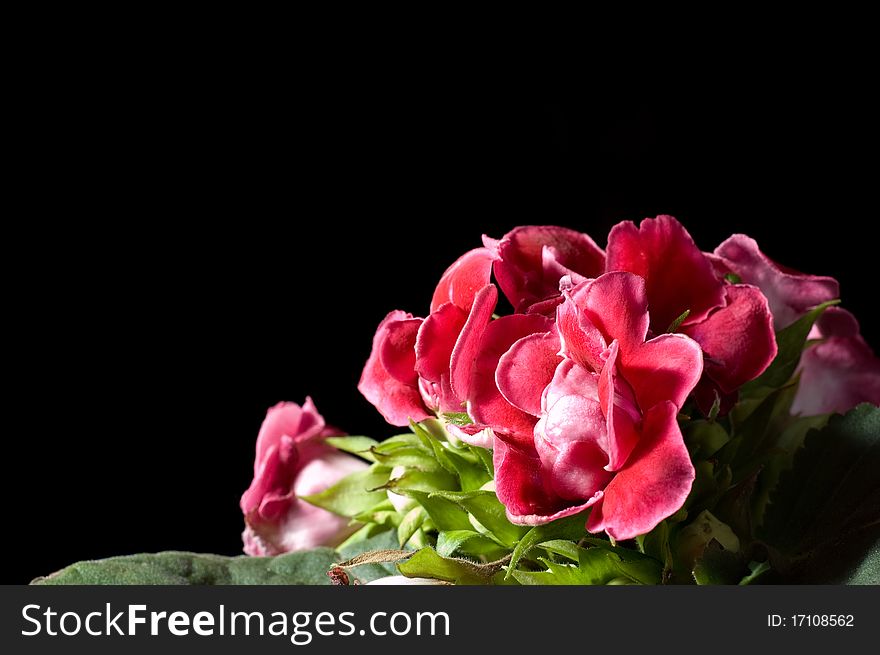 Bunch of violet flowers on the black background postcard. Bunch of violet flowers on the black background postcard