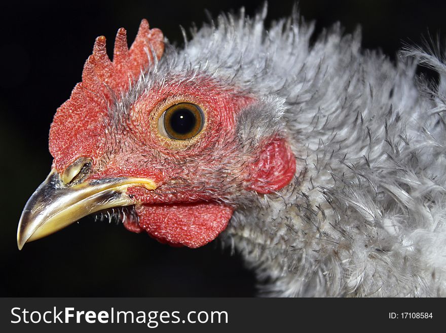 Close up portrait of a young Silky rooster