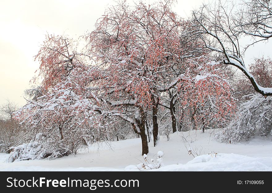 Berry tree under first snow