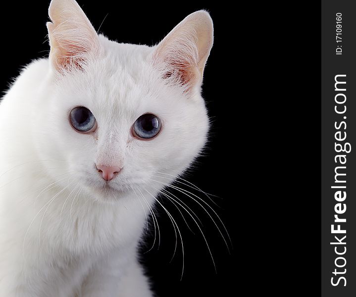 Beautiful small white cat over black background