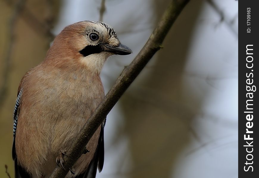 Eurasian Jay (Garrulus glandarius)