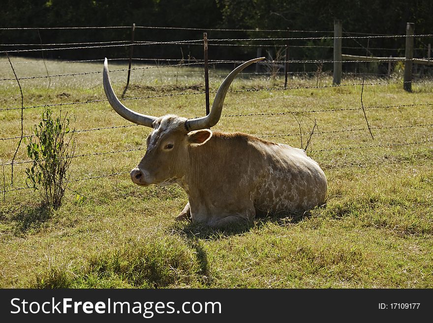 Texas Longhorn Cow At Rest