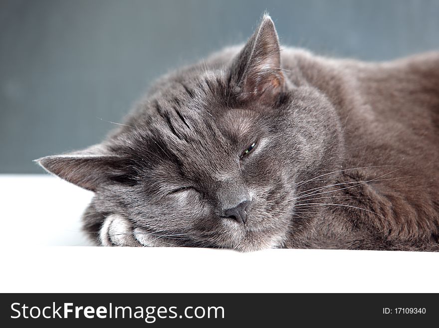 Portrait of a sleeping cat on a window sill