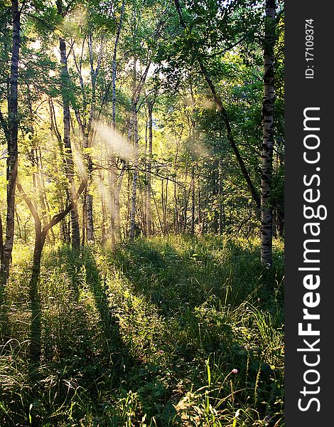 Sun rays crossing a misty forest