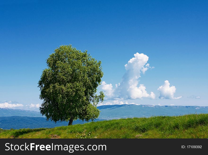 Alone tree in grassland agains blue sky