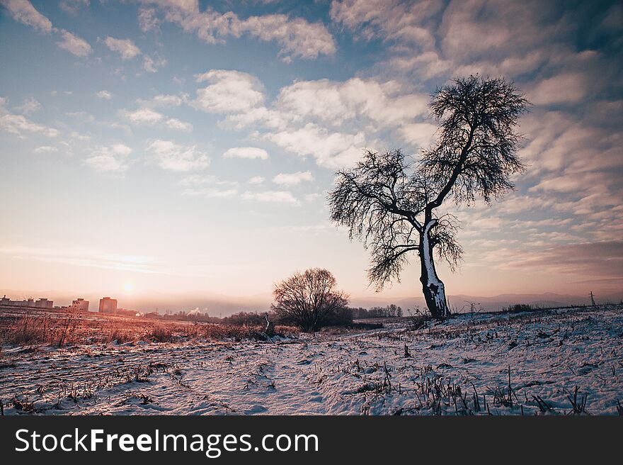 Alone tree in blue and purple winter morning light, edit space