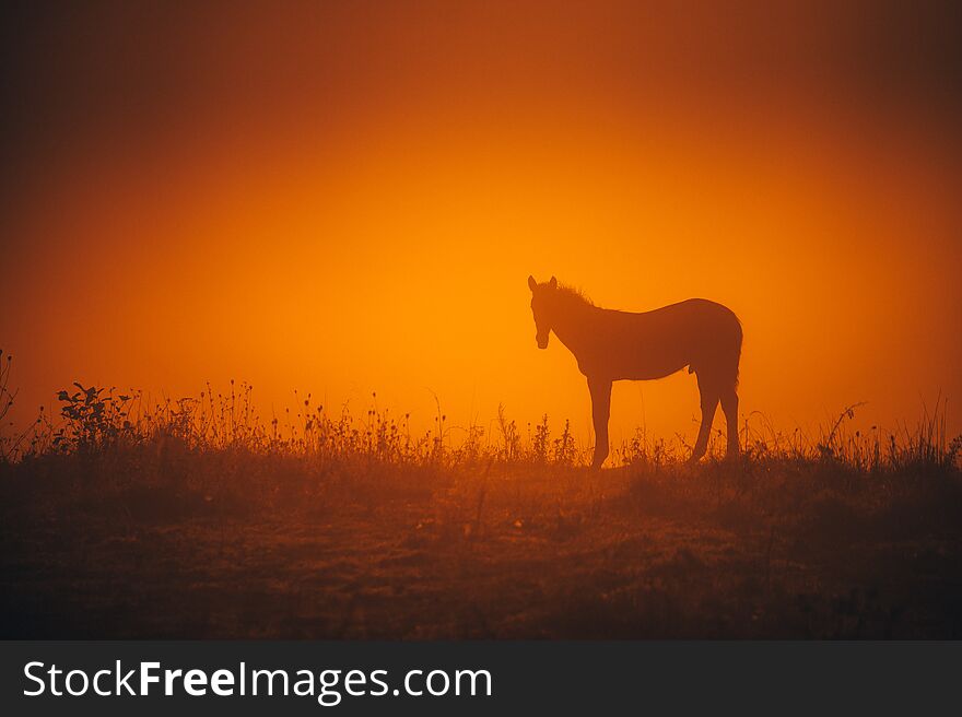 Alone horse grassing on autumn morning meadow