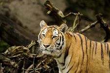 Siberian Tiger ( Panthera Tigris Altaica ) Royalty Free Stock Photos Siberian Tiger ( Panthera Tigris Altaica ) Royalty Free Stock Photos