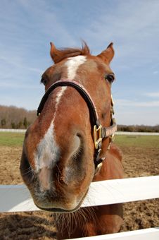 Horse Head Closeup Stock Photo