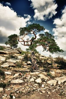 Lonely Tree On A Rocks Royalty Free Stock Photography Lonely Tree On A Rocks Royalty Free Stock Photography