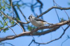 Tufted Titmouse (Baeolophus Bicolor) Royalty Free Stock Images