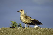 Gull Royalty Free Stock Images