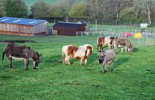 A Group Of Miniature Donkeys And Shetland Ponies Royalty Free Stock Photos A Group Of Miniature Donkeys And Shetland Ponies Royalty Free Stock Photos